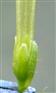  Calyx